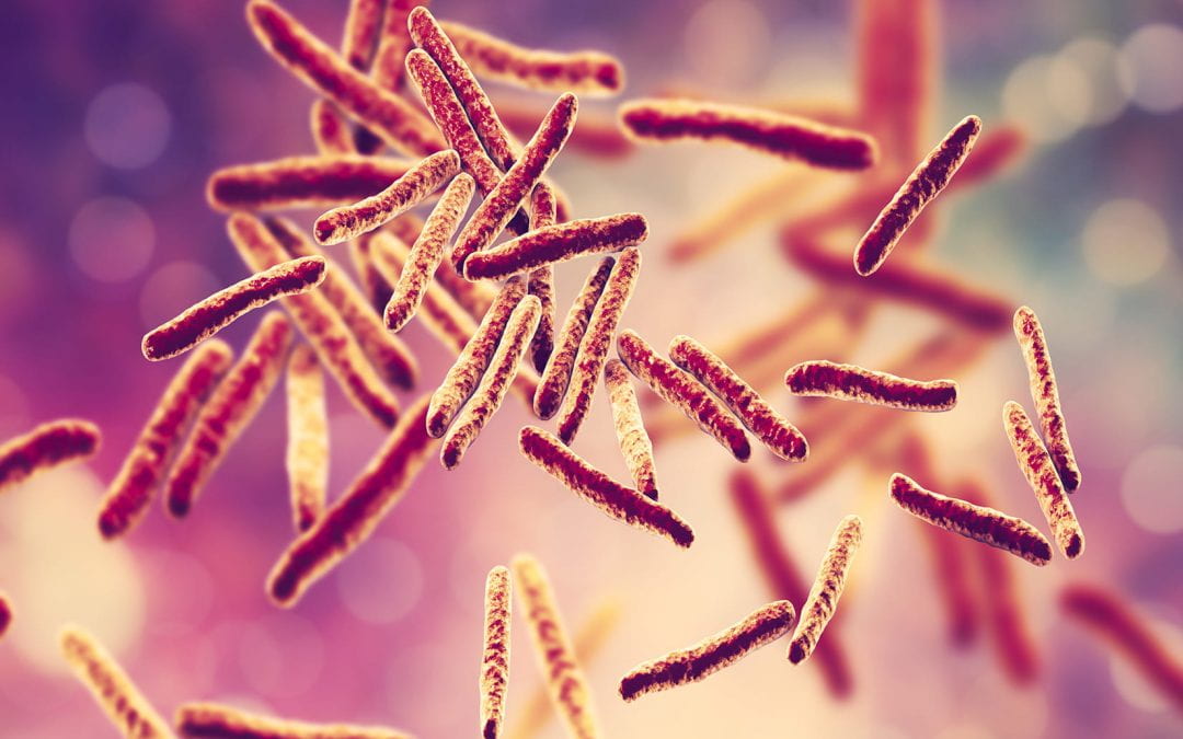 Study could explain tuberculosis bacteria paradox